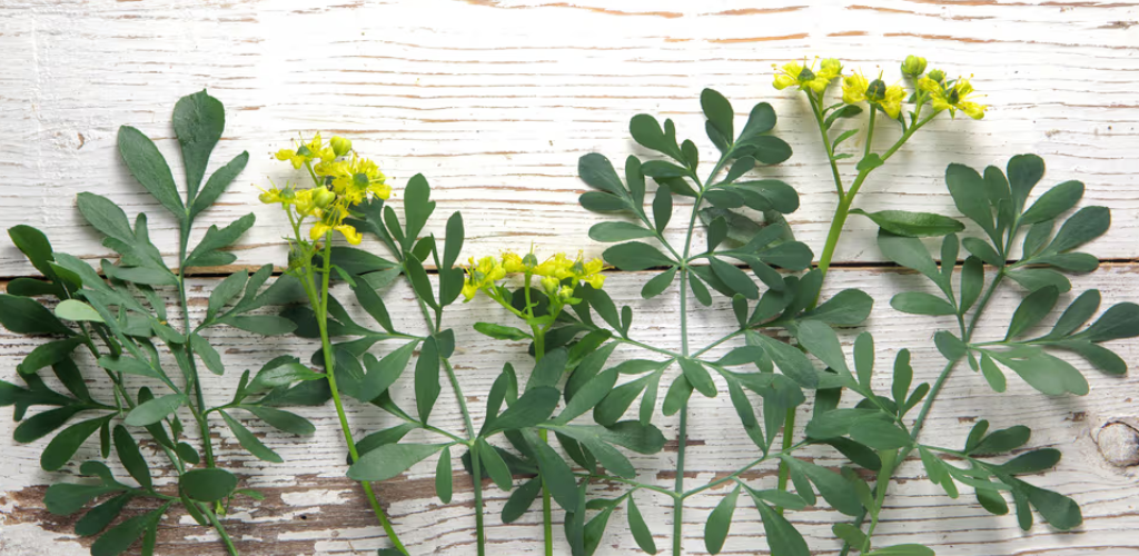 La Ruda Entre la Ciencia Botánica y la Magia Cultural Chilena